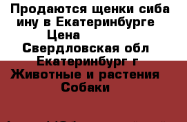 Продаются щенки сиба ину в Екатеринбурге › Цена ­ 70 000 - Свердловская обл., Екатеринбург г. Животные и растения » Собаки   